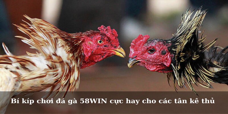 Bí kíp chơi đá gà 58WIN cực hay cho các tân kê thủ 