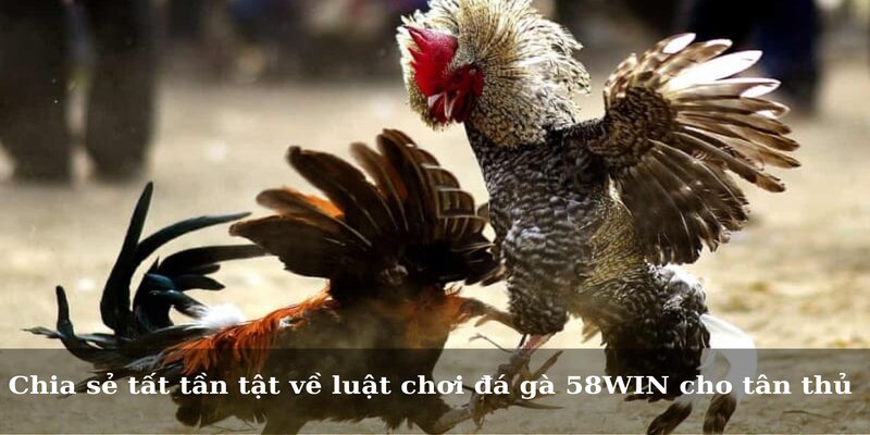 Chia sẻ tất tần tật về luật chơi đá gà 58WIN cho tân thủ 